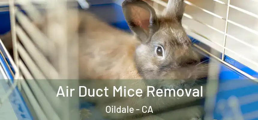Air Duct Mice Removal Oildale - CA